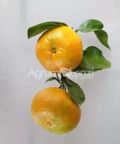 Arancio Amaro Bouquet de Nice a Fiore Doppio     (Citrus aurantium)