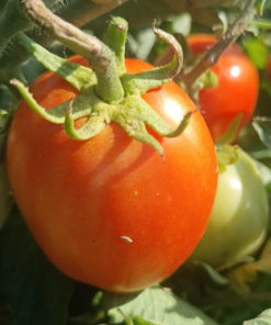 Pomodoro Rosso da salsa