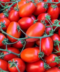 Pomodori piccadilly